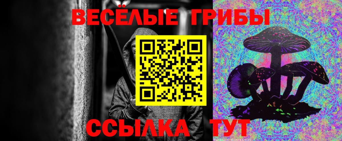 Галлюциногенные грибы Psilocybe Буйнакск